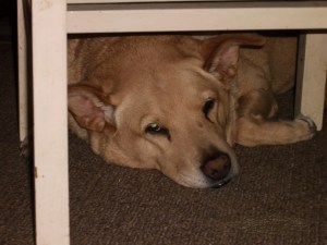 My doggy woke me at 4:10 a.m., but she had a good reason.