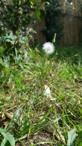 I was as fragile as dandelion fluff.