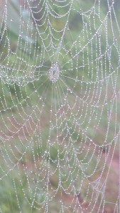 A sense of humor in a grieving heart is a beautiful but delicate thing. Photo by Teresa TL Bruce, TealAshes.com