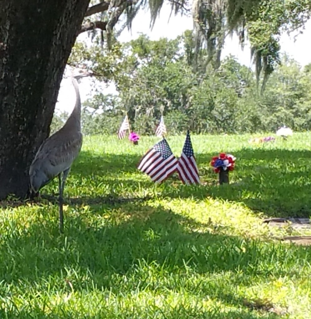 Peaceful but somber scene where tall bird faces right toward near and far sets of U. S. flags at Woodlawn Cemetery in Orlando, Florida.